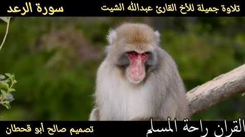 سورة الرعد بصوت عبدالله شيت ابو محمد