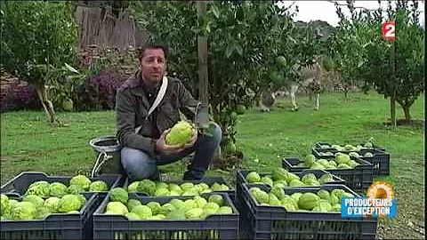 Quels arbres en Corse ?