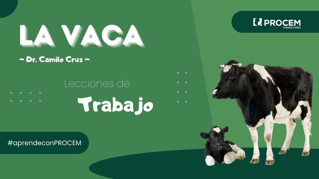 LA VACA 🐮 - Lecciones de trabajo - YouTube