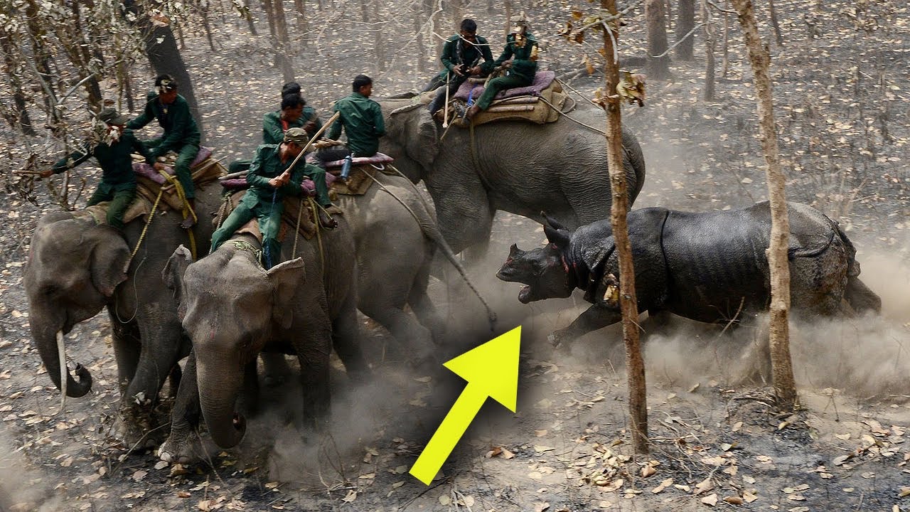 Носорог в Деле! Уничтожает Слонов, Гиппопотамов и Львов