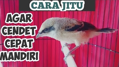 JANGAN KHAWATIR INI CARA AGAR BURUNG CENDET CEPAT MANDIRI MAKAN SENDIRI ANTI BAYI MBAYEK