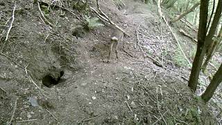 A Roe Deer Stag exploring Badger burrows.