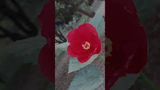 mousam ki tarah tum bhi badal to n jaoge 💫✨♥️💞🌹veral #trending #song💕🫵✨♥️💫💞🥰🫂💯