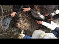 日本の素晴らしいエビ養殖場   日本の養殖技術   エビ収穫パッキング