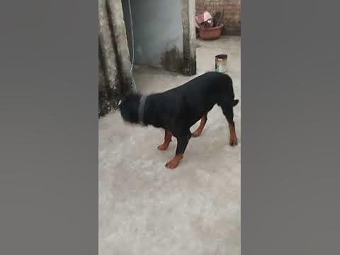 Rottweiler pulling the rubber 😈 muscle training ‍🔥 #youtubeshorts 