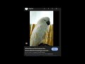 The parrots are here