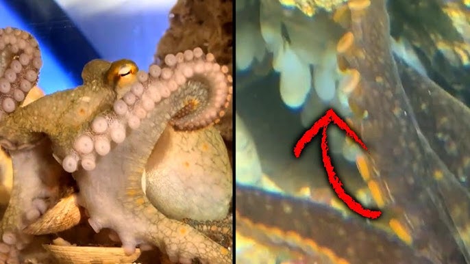 9 Year Old Boy S Pet Octopus Lays 50 Eggs