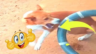 Fake Tiger prank Dogs make Funny feeling - Super Big Tiger vs Sleeping Dogs - Funny Videos