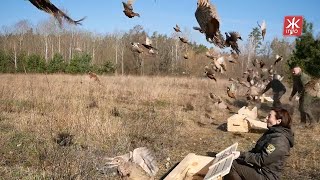 У Житомирській області випустили в дику природу 150 фазанів