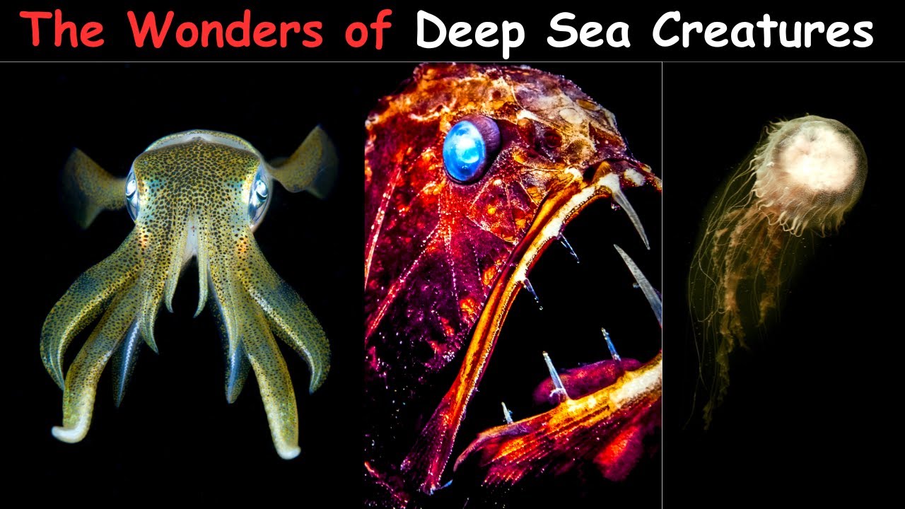 The Wonders of Deep Sea Creatures - YouTube
