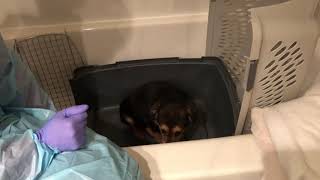 Parvo puppy surrendered to try to save his life. Why it is so important to protect new puppies.
