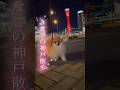 おしゃれなお散歩♪ #pomeranian #ポメラニアン #犬 #お散歩 #博美犬