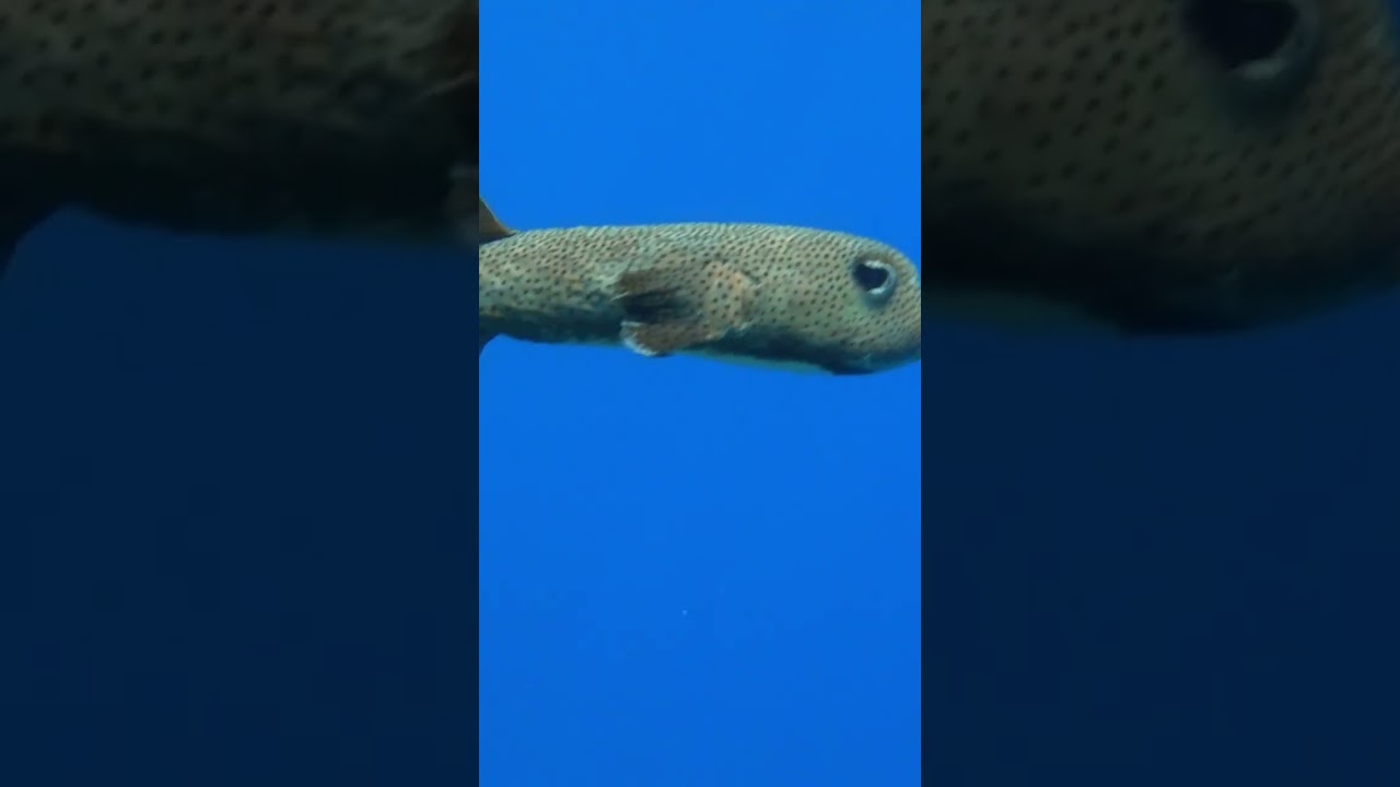 pufferfish 4k snorkel  