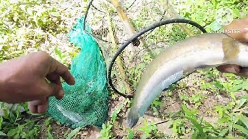 Cá đi theo nước đặc lỡ cá lóc dinh được mấy con quá đã |săn bắt toàn quốc.