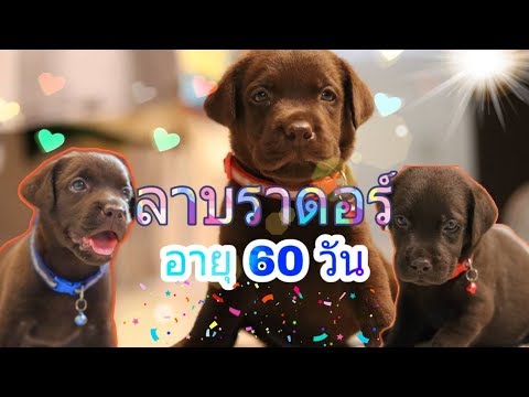 ลูกสุนัขลาบราดอร์ อายุ 1 เดือน
