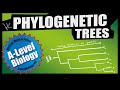 Understanding Phylogeny and Phylogenetic Trees
