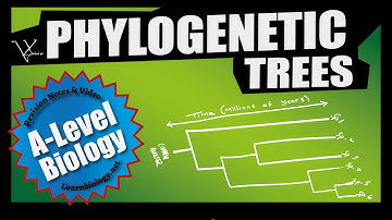 Phylogeny | Phylogenetic Trees | A Level Biology | Biology Lessons
