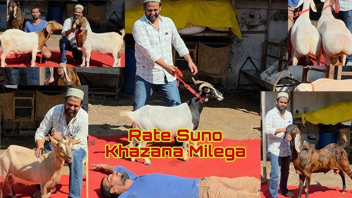 Mobil uchun jinsiy aloqa