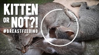 OMG! Big cat is STILL BREASTFEEDING?! | Good Heights