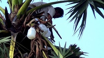 Nghề lấy nước thốt nốt nấu thành đường dưới chân núi Dài, Tà Lọt, Tịnh Biên, An Giang 05/03/2019