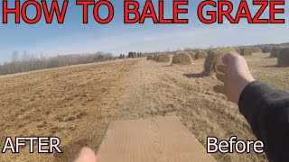 How to Bale Graze Cattle!