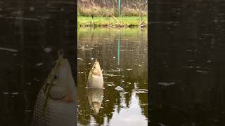 Поклёвка карася перед дождём #шортс #fishing #рыбалка #carp #отдых #carpfishing #октябрь #осень