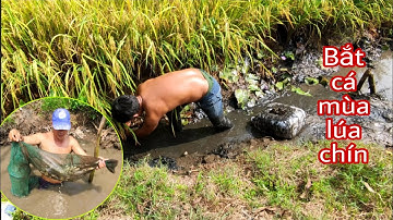 Bắt cá cạn mùa lúa chín toàn cá rô đồng. Minh khôi vlogs