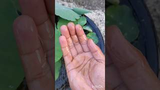 কাঁচের মত ঝকঝকে শ্যাওলা মুক্ত জল #lotusgarden #gardentricks #watergarden #lotusflower #roofgardening