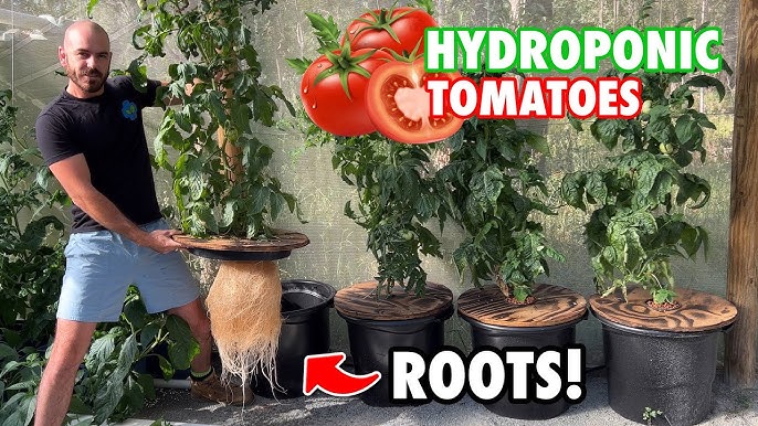 Grow Tomatoes In Hydroponics
