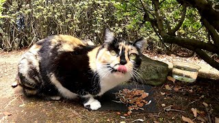 茂みの中でカリカリ餌を食べる三毛猫を発見