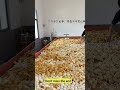 Duck Eggs Harvest | Duck Farming | Village farming|Farming #shorts #duck #farming #food