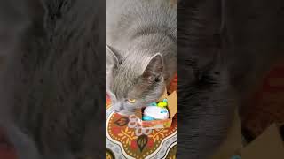 Кеша. Синий трактор. Kesha. Blue tractor.
