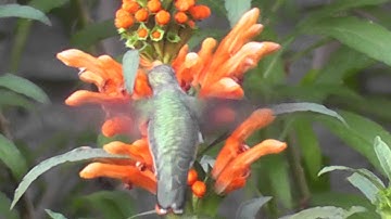Ruby-throated hummingbird feeding from Leonotis leonurus