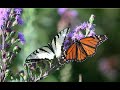 Pollinator gardening with native plants