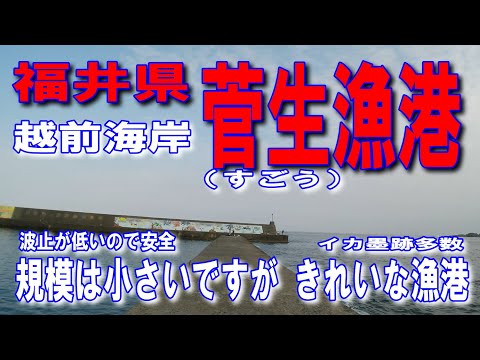 #81福井県菅生漁港規模は小さいですがきれいな漁港イカ墨跡多数車横付け釣り出来ます越前海岸道の駅みくに出発整備された素敵な海道堤防上の釣り人イカエギですファミリー家族連れサビキ釣りに良い