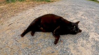 椅子の上にいた黒猫を撫でると下に降りてゴロンゴロン転がってカワイイ