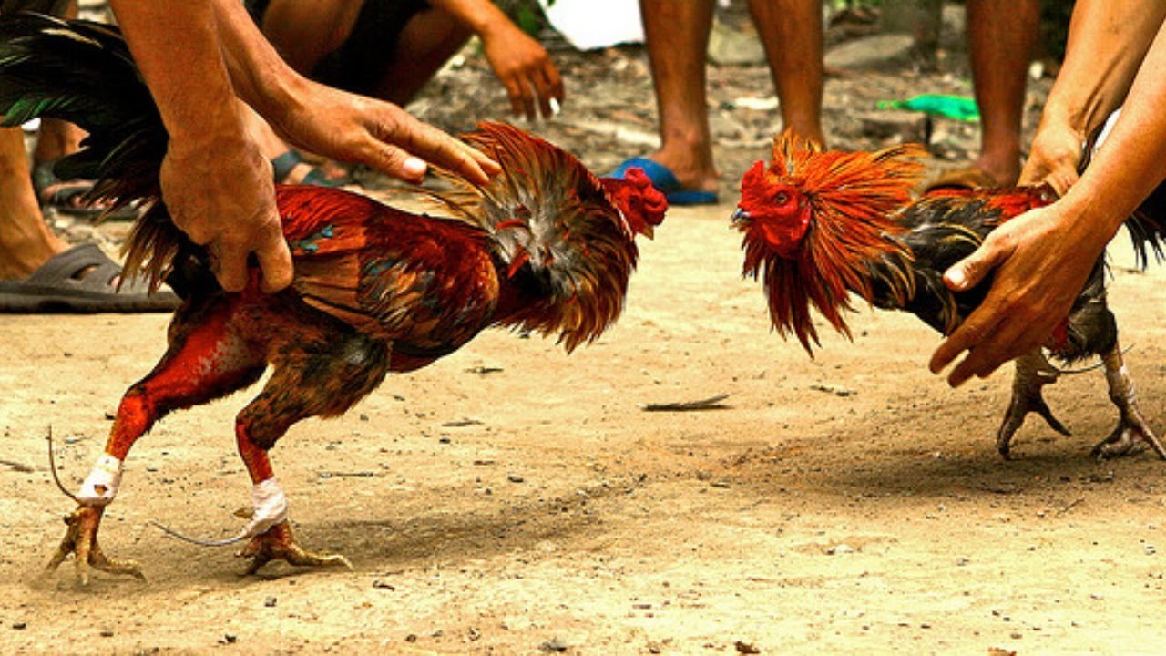 Fighting cock. Боевой петух. Бойцовые петухи. Бойцовые породы петухов.