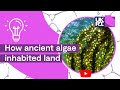 Plant life on earth  how ancient algae inhabited land