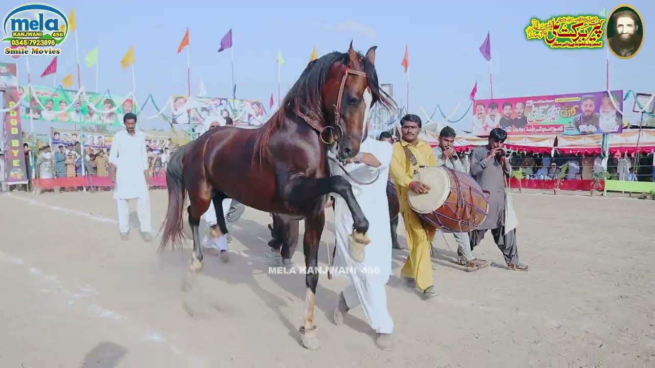 Прекрасный танец лошади, часть 13 | Новый танец лошади | Лучший танец лошади | Традиционная индий...