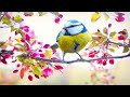 Peaceful Piano Music with Sounds of Nature - Stress Relief