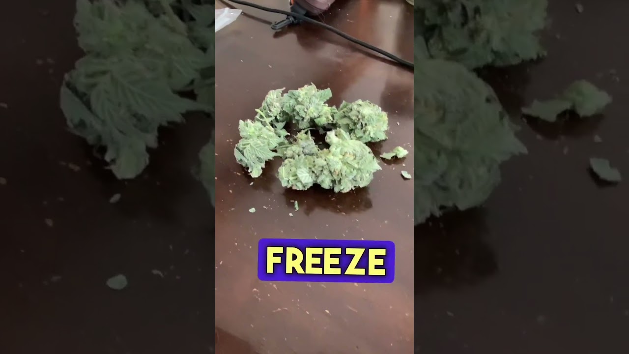 Have you ever freeze dried your weed?