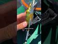 Will this super realistic lure catch fish shorts fishing