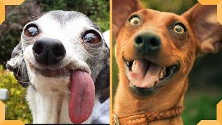 Funny Dog Video | Hilarious Dogs | Funniest Cats and Dogs by Funniest Cats and Dogs 646 views 3 years ago 6 minutes, 45 seconds