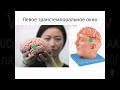 Клиническая и ультразвуковая  анатомия сосудов головного мозга. Запись 10.01.2023