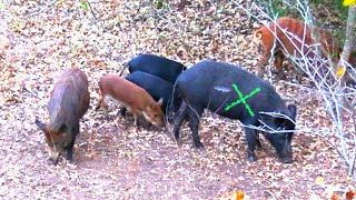 WILD HOG HUNTING with COMPOUND BOW! CATCH and COOK