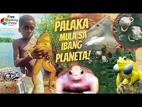 Video: Ano ang pagkakaiba ng alien at invasive species?