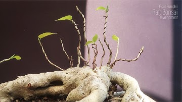 Rumphii Raft or Ikadabuki style Bonsai Early Development Steps | Bonsai ideas