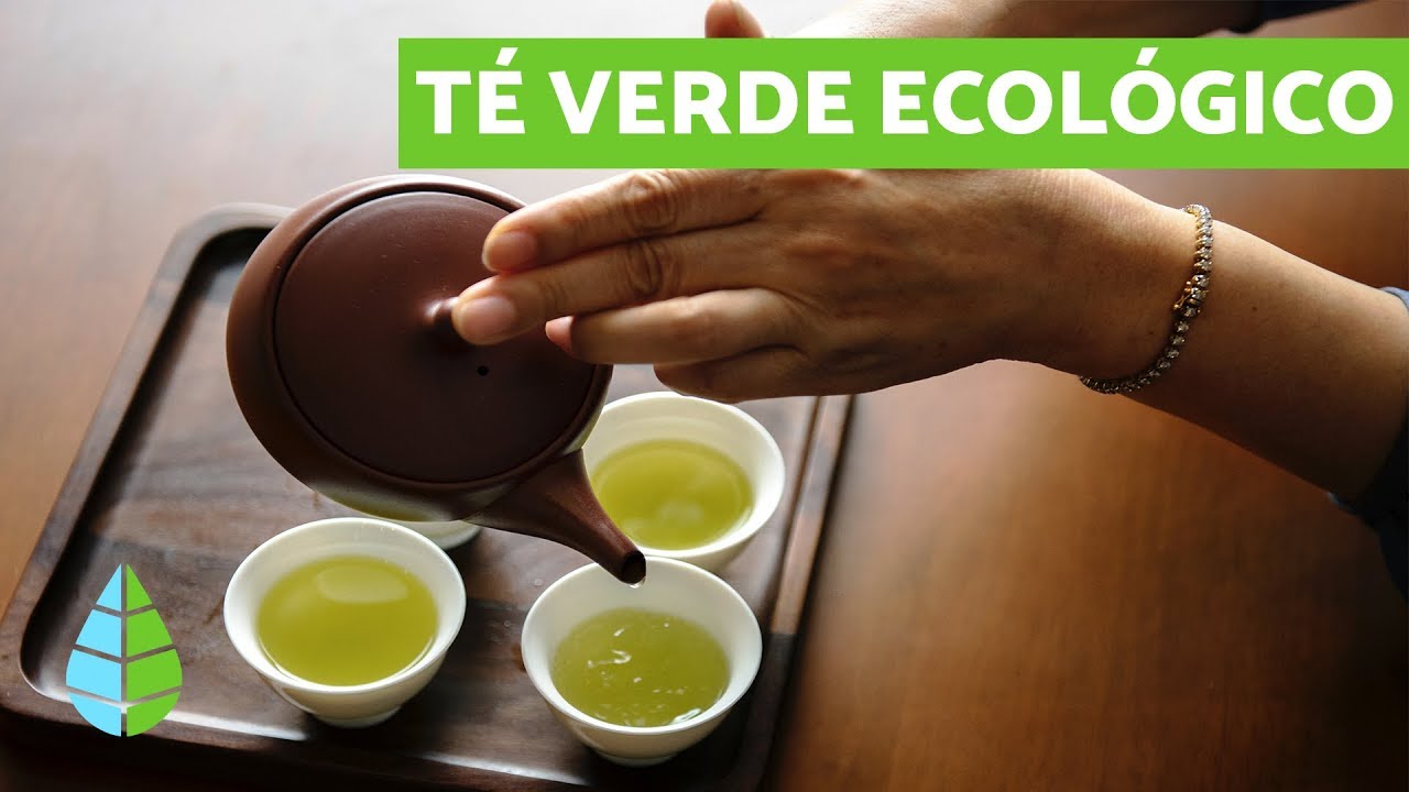 Cuándo Tomar Té Verde - ¡Descubre sus beneficios!