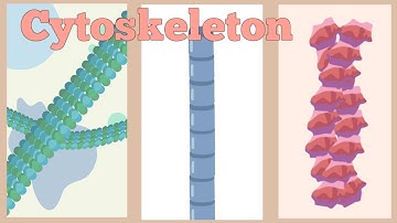 Cytoskeleton