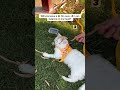 How many 🍁🍁 ? #catshorts #petshorts #cat #deafcat #viral #viralcats #funny #fyp #shorts #petvideos